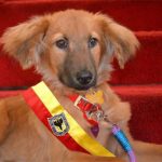 Bacatá asumiría como alcaldesa encargada
