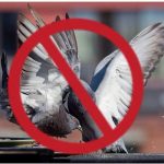 Gobierno habría pedido a canales abstenerse de emitir imágenes violentas de palomas