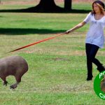 Lanzan «Ponte chigüi», programa para poner de moda adopción de chigüiros