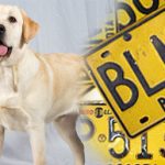 Desde octubre, pico y placa para perros en Bogotá