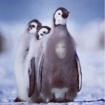 Aparece cara de Diomedes Diaz en pecho de pingüino