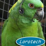 Ya funciona en Medellín el primer call center operado por loras