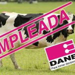 Vacas lecheras contarán como empleadas para el DANE