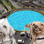 Lista la licitación para piscina de perros en glorieta de calle sexta