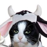 Ante escasez, hipsters lanzan mantequilla de leche de gata
