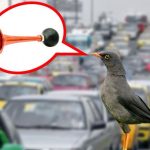 Mirlas de Bogotá están remedando sonido de alarmas en su canto