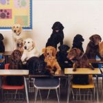 Solo podrán subir a Quebrada La Vieja mascotas que hayan tomado y aprobado curso