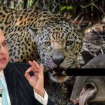 Fiscal investigará Jaguar de documental «Colombia magia salvaje»