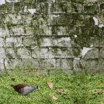 Muros-orinales de Bogotá serán declarados humedales