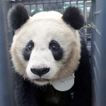 Periodistas investigativos declarados especie protegida