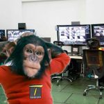 Luto por muerte de «Cuchuflí», chimpancé que despachaba articulados y buses del SITP