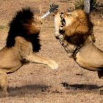 Leones colombianos rescatados de circos viajan a África y atracan a leones africanos.