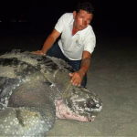 Tortuga laúd tuvo que pagar vacuna para anidar en playa de Santa Marta