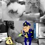Anuncian severas multas a dueños de mascotas que no publiquen en redes sus fotos