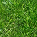 Declaran monumento nacional el último metro cuadrado de parque sin popó de perro