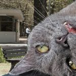 Policía decomisa dosis de catnip