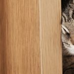 Gatos del mundo van (por fin) a definir oficialmente si quieren salir o entrar