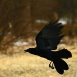 Tristeza por extinción total del pájaro Uyuyuy