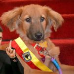 Santos anuncia cambio de Bacatá por perro Border Collie