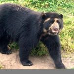 A orinada de oso de anteojos atribuyen corte de agua en Bogotá