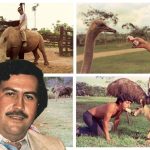 Don Berna revela que Pablo Escobar era vegano