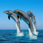 Delfines celebran eliminación de la reelección