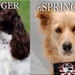 Caso Springer no para. Vendían cachorros criollos  haciéndolos pasar por «Springer Spaniel»