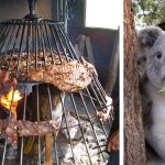 Asadero Llanero pide importar koalas que serán sacrificados en Australia