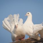 Por ley, palomas blancas del posconflicto serán obligatorias en plazas del país