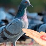 Condones para palomas en Bogotá resultaron de talla equivocada