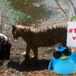 Dejan que tigre se coma a un niño en China por miedo a reacción en redes sociales 