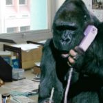 Cancelan oficinas Pet Friendly en Medellín luego de que empleado llevó un mico