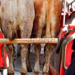 Transmilenio se uniría a paro de transportadores de ganado
