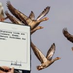Trump anuncia que aves migratorias no podrán regresar a Estados Unidos y las llama «perdedoras»