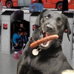 Con salchichón estarían sobornando perros guardianes de TransMilenio