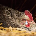 Gallina feliz entra en depresión y vende más baratos los huevos